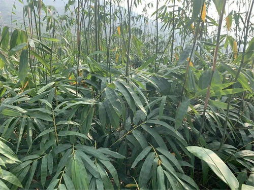 專家來幫忙 助推大關低熱河谷竹產業(yè)發(fā)展