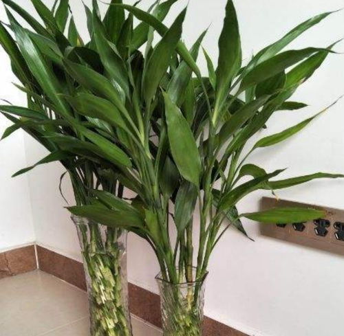 水培富貴竹,冬天容易凍傷,要做好這幾方面的養(yǎng)護