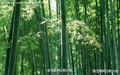 多少人沒有熬過那三厘米,有一種只生長(zhǎng)在中國(guó)最東邊的竹子它用四年的