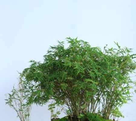 竹子盆景的栽培方法與養(yǎng)護(hù) 技巧 ,通俗易懂,值得學(xué)習(xí)