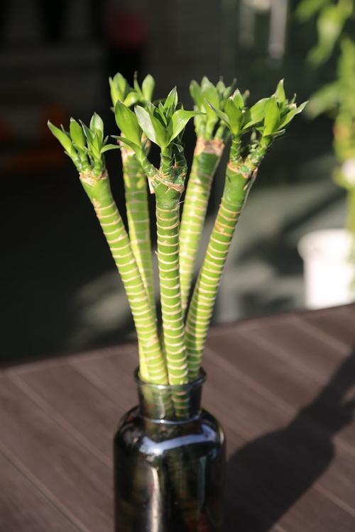 秋天的富貴竹要換種姿勢養(yǎng),枝繁葉茂,根莖壯碩