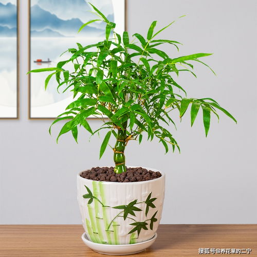 家中養(yǎng) 5種竹 ,富貴不俗,護家祥瑞,好日子節(jié)節(jié)高升