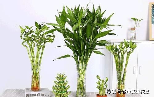 4種漂亮花,寓意好,大戶人家都愛養(yǎng),值得擁有 開花 花卉 養(yǎng)護