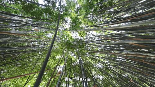 小竹子如何做成大產(chǎn)業(yè) 中國竹鄉(xiāng)廣寧縣踐行林下經(jīng)濟(jì)融合創(chuàng)新發(fā)展之路