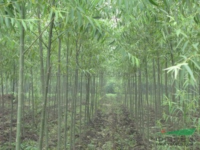 山東煙臺(tái)萬發(fā)竹柳育苗種植基地
