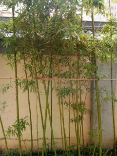 西安竹子自己種植都是細(xì)竹子成活率高竹子批發(fā)零售可送