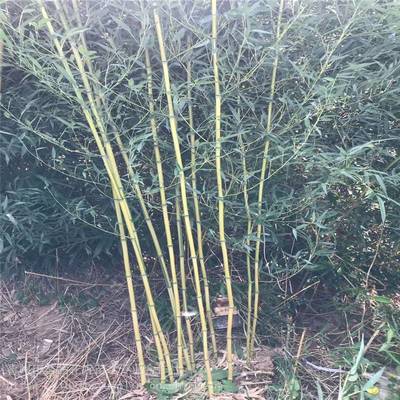 早園竹種植方法,早園竹價(jià)格查詢,早園竹種子出售