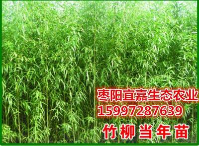 竹柳的經(jīng)濟(jì)效益如何,什么區(qū)域和土壤適合種植。