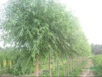山西竹柳苗木供應(yīng)、北方竹柳苗木種植創(chuàng)業(yè)基地
