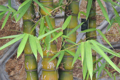 實(shí)心竹的種植方法和要求