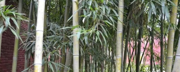 竹子種植時(shí)間和方法
