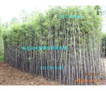 竹子種植企業(yè)黃頁(yè)