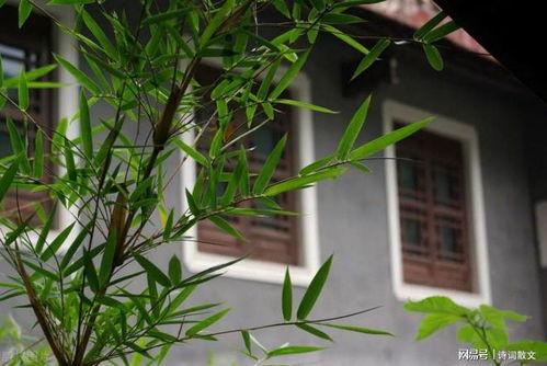 門(mén)前不栽竹,房后不栽樹(shù) ,這4個(gè)地方不宜種竹子,很有講究