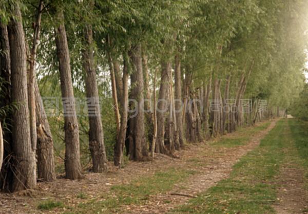 在農(nóng)場(chǎng)道路的果園邊緣種植保護(hù)樹(shù)木