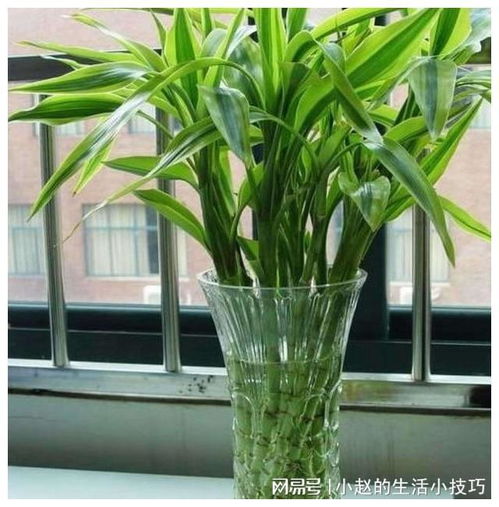李大哥養(yǎng)富貴竹從來不買營養(yǎng)液,就用這2種水,枝條竄的攔不住