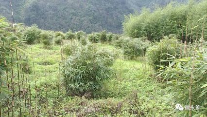 永善安排部署綠化永善行動暨竹產(chǎn)業(yè)發(fā)展