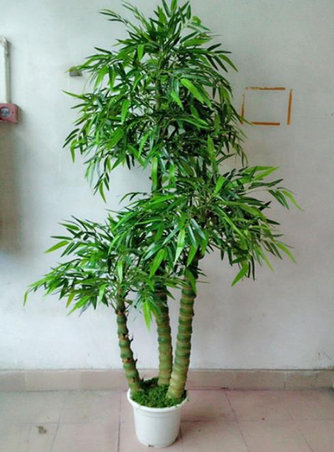 4種適合客廳養(yǎng)植的竹子,清秀文雅,盡顯文人氣息,還能清新空氣