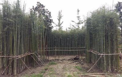竹子市場(chǎng)價(jià)格多少錢一噸 竹子怎么種植