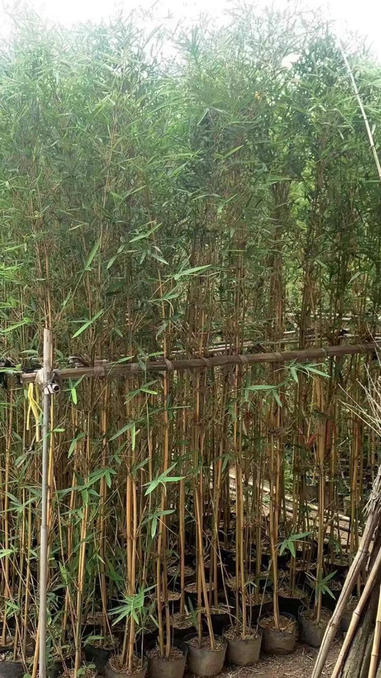 0/棵 剛竹,琴絲竹批發(fā)漳州竹子種植基地苗農(nóng)一手貨源低價(jià).