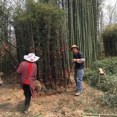 基地批發(fā)四季竹子苗 工程綠化苗 紫竹苗 青竹苗 早園竹苗