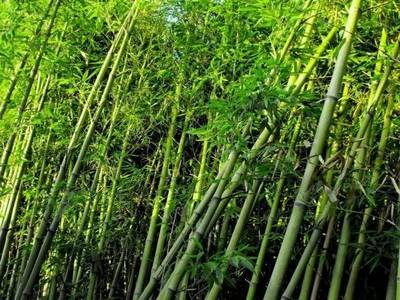 26種景觀竹子,你認(rèn)識(shí)幾種?