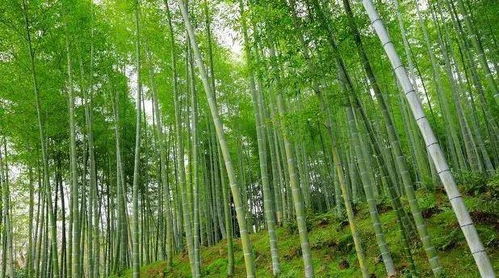 農(nóng)村俗語(yǔ)說 門前見竹,家富人貴,真的嗎 三種地方不適宜種竹子