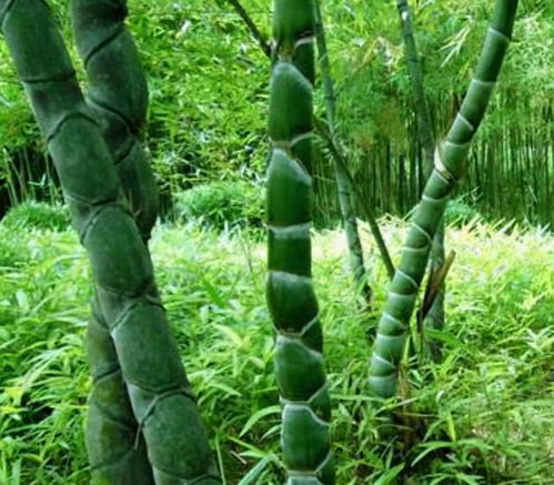 陽(yáng)臺(tái)缺點(diǎn) 風(fēng)景 ,種4種 竹子 ,養(yǎng)竹可得勤快點(diǎn),要不就黃葉
