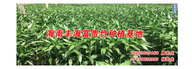 海南富貴竹,海南富貴竹批發(fā),海南富貴竹種植,富貴竹批發(fā)等產(chǎn)品介紹_報(bào)價(jià)_批發(fā)_供應(yīng)信息 - 海南豐海富貴竹 - 嘻嘻哈哈分類信息