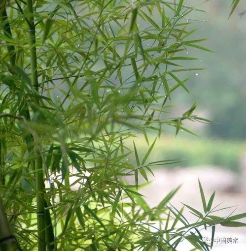 竹,是風(fēng)骨 不是媚骨