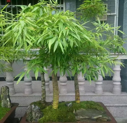 陽臺缺點(diǎn) 風(fēng)景 ,種4種 竹子 ,養(yǎng)竹可得勤快點(diǎn),要不就黃葉