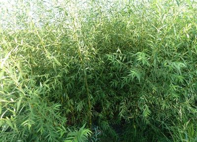 廣西竹柳批發(fā)@廣西竹柳供應(yīng)-全州縣振財竹柳苗場|廣西美國竹柳|美國竹柳3號 產(chǎn)品展示(廣西竹柳批發(fā)|價格_廣西美國竹柳供應(yīng)_廣西竹柳種植|基地)-金泉網(wǎng)