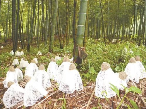 安徽推動(dòng)竹產(chǎn)業(yè)成為鄉(xiāng)村振興 綠色引擎
