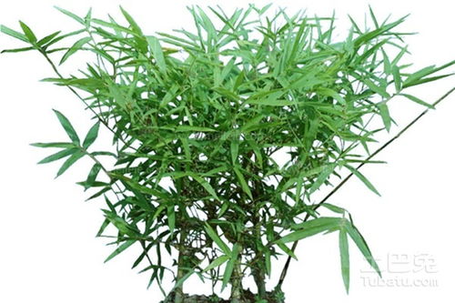 羅漢竹怎么種植 羅漢竹的種殖方法及注意事項(xiàng)