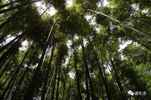 竹海聽濤種竹 植綠擁抱春天 三秦都市報(bào)2018大型公益植樹活動(dòng)啟動(dòng) 喊你來報(bào)名