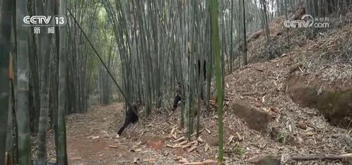 美麗風(fēng)景線變成致富增收經(jīng)濟(jì)線 做好 竹 文章 帶來綠色發(fā)展新機(jī)遇
