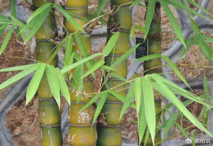 竹子什么季節(jié)種植最好?看這里,一文讀懂,成活率接近一百