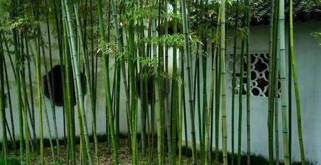 竹子種植技術(shù),這幾個(gè)要點(diǎn)要掌握好,對(duì)栽培有很大幫助