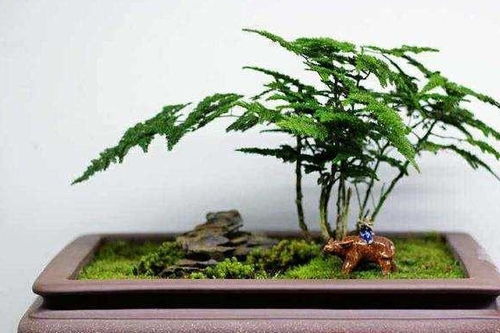 養(yǎng)文竹,加上這 3種 東西,葉子翠綠不發(fā)黃,3月長(zhǎng)成 小竹林