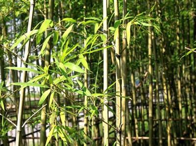 早園竹新植養(yǎng)護(hù)要點(diǎn),早園竹怎么養(yǎng)護(hù)