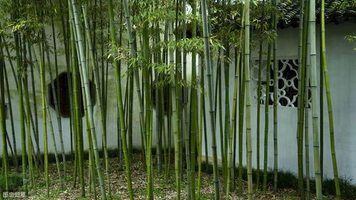 這 8種樹 ,最適合種在院子里,鎮(zhèn)宅 旺家 好運連連