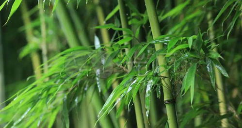 以 離騷 中某一句為中心,抒發(fā)旨意 希音閣詩(shī)詞周賽 第104期