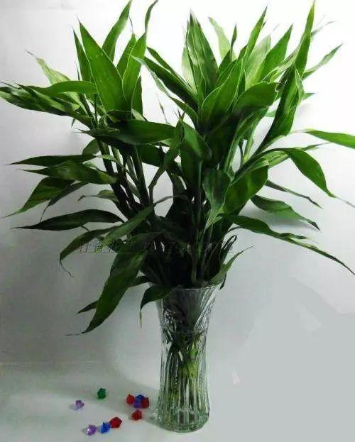 富貴竹離不開這種水,加一點(diǎn),不爛根 不黃葉,家里吉祥富貴