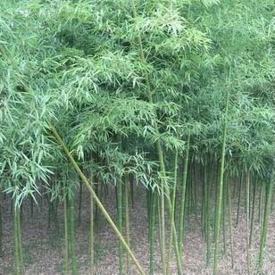 福建竹苗種植,提供優(yōu)質(zhì)苗木,信譽(yù)