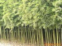 綠化工程各種竹子、淡竹、紫竹、毛竹、金鑲玉、剛竹、竹子
