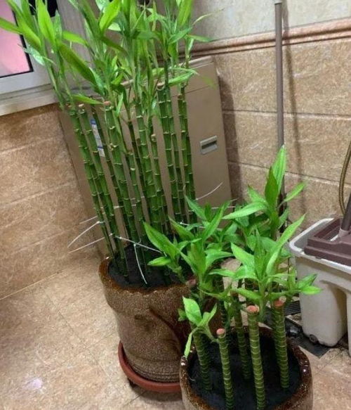 這種綠植適合水培,冬季滿足3個(gè)條件,植株不爛根,呼呼長(zhǎng)根葉