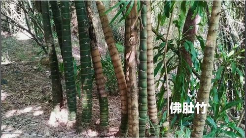 佛肚竹 羅漢竹原產(chǎn)地中國(guó)華南,古語(yǔ)有云 寧可食無肉,不可居無竹