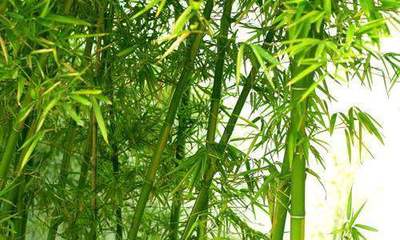 想見(jiàn)證盆栽的快速生長(zhǎng)?那就養(yǎng)盆竹子吧,每天都在長(zhǎng)!這里教你如何養(yǎng)竹子