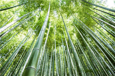 南北方竹子什么時(shí)候移栽最好呢?移栽注意事項(xiàng)有哪些?