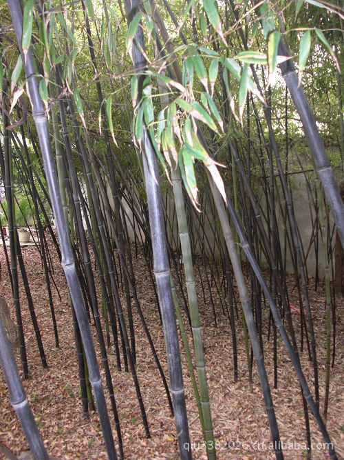 蘇北沭陽(yáng)花木- 綠化苗木-草花,品種齊全,草坪草種,竹子種子