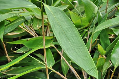 農(nóng)村常見(jiàn) 竹葉草 ,珍貴價(jià)值大,一斤10元,農(nóng)民種植一畝賺3萬(wàn)